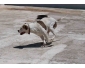 Vente Chien PitBull
