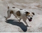 Vente Chien PitBull 2