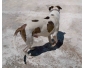 Vente Chien PitBull 4