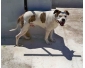 Vente Chien PitBull 3