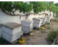 5 Ruches pleines d'abeilles