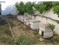 5 Ruches pleines d'abeilles 2