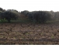 Champ agricole à bou Argoub 3 Tunisie Champ agricole à bou Argoub 3