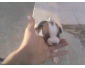 vente de chiennes pitbull au Kef