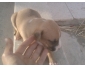vente de chiennes pitbull au Kef 2