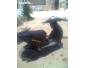 Malaguti phontom f 12 très propre à Gafsa 4