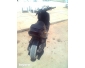 Malaguti phontom f 12 très propre à Gafsa 3