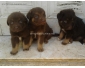 chiens bergers à Sousse Khezama