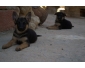VENTE CHIOTS BERGERS ALLLEMANDS  RACE PURE 3