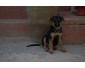 VENTE CHIOTS BERGERS ALLLEMANDS  RACE PURE 2