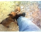 Berger Malinois 3