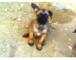 Berger Malinois 2