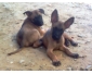Berger Malinois