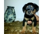 chiots rottweiler