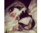 des bébé chiens Husky Siberien 3