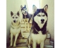 des bébé chiens Husky Siberien