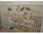 CANARIS BALDI 2