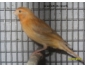 CANARIS BALDI