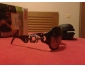 Lunette de soleil Roberto Cavalli en vente occasion 2