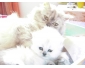 Chaton persan chinchilla en vente