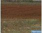 Terrain agricole à Bizerte à vendre