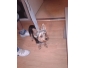 Chien Yorkshire à vendre
