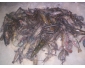 Crevettes à vendre 