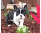 6 chiots bouledogue français pour adoption 2