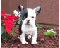 6 chiots bouledogue français pour adoption