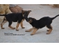 VENTE CHIOTS BERGERS ALLEMANDS PURE RACE A HAMMAMET