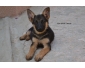 VENTE CHIOTS BERGERS ALLEMANDS PURE RACE A HAMMAMET 2 Tunisie VENTE CHIOTS BERGERS ALLEMANDS PURE RACE A HAMMAMET 2