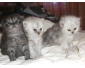 Vente chat persan chinchilla à Tunis
