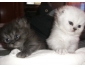 Vente chat persan chinchilla à Tunis 3