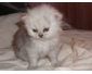 Vente chat persan chinchilla à Tunis 2
