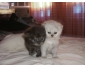 Vente chat persan chinchilla à Tunis 4