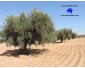 Senia a Kairouan el Khazazia à vendre  1
