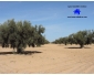 Senia a Kairouan el Khazazia à vendre  3