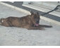 Pidbull Tigré dressé pour la garde