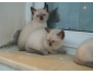 chats siamois à vendre