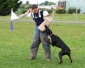 dressage chien pro 