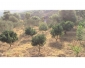 Terrain agricole à Jendouba à vendre