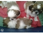 Magnifiques chiots type Shih-Tzu non Loof