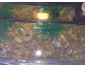 Joli aquarium avec beaucoup d'accessoires 3