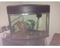 Joli aquarium avec beaucoup d'accessoires 4