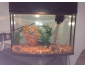 Joli aquarium avec beaucoup d'accessoires