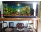Aquarium occasion à vendre à Ben-Arous