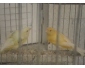 oiseaux 2