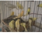 oiseaux 4