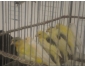 oiseaux 1