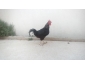 poule brahma et geant 4
